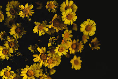 High angle view of yellow flowering plants against black background