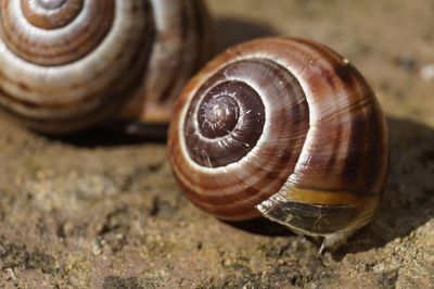 Close-up of snail