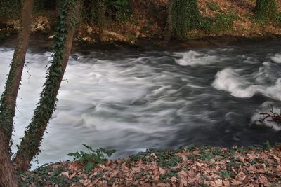 River flowing through forest