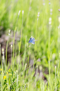 Close-up of white flower on field