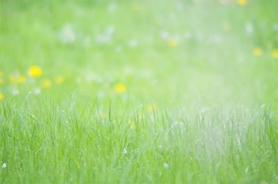 Close-up of grass on field