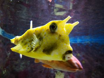 Close-up of yellow fish swimming in sea