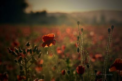 Close-up of poppy blooming on field against sky