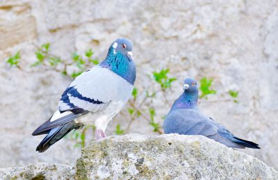 Close-up of pigeons perching on rock