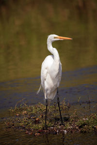 Wading great white egret ardea alba wading bird at myakka state park in sarasota, florida