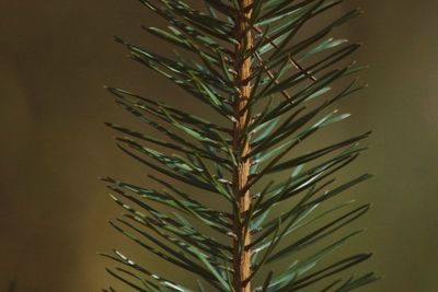 Close-up of fresh plant