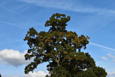 Low angle view of tree against cloudy sky