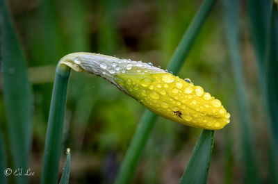 Close-up of raindrops on yellow leaf