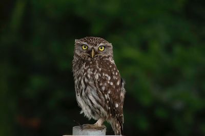 Close-up of owl perching on wooden post