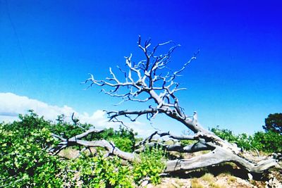 Bare trees against blue sky