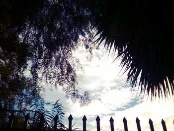 Low angle view of trees against sky