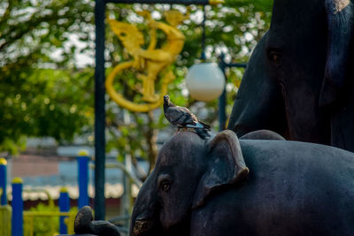 Close-up of a bird