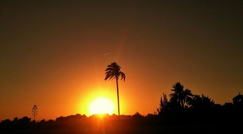 Silhouette trees at sunset