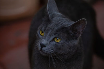 Close-up of black cat