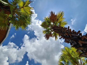 Low angle view of coconut palm tree against sky