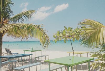 Palm trees on beach against sky