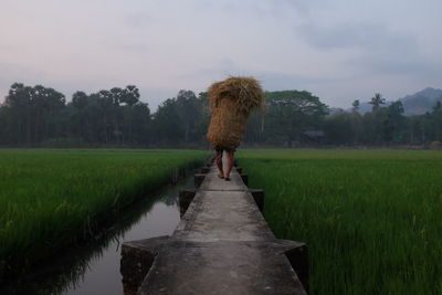 Rear view of man carrying hays on retaining wall amidst rice paddy field