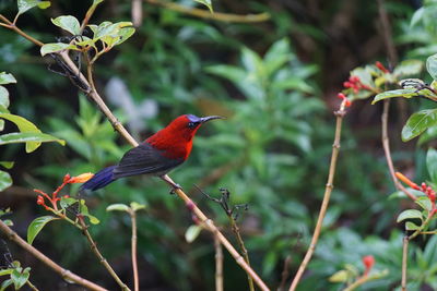 Bird perching on a branch