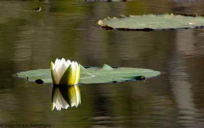 Lotus water lily in lake