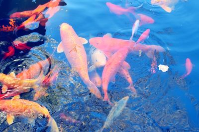 Fish swimming in sea