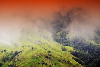 Scenic view of trees on land against sky