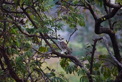 Low angle view of bird perching on tree