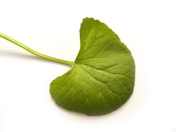 Close-up of green leaf against white background