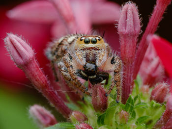 Close-up of spider on flower