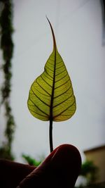 Close-up of hand holding plant