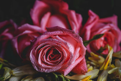 Close-up of rose bouquet