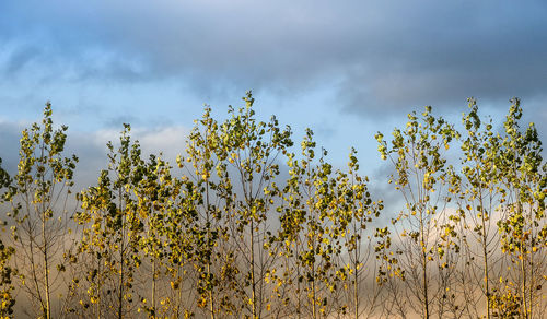 Low angle view of cloudy sky