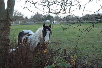 Horse standing on field against trees