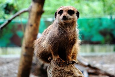 Portrait of an animal in zoo