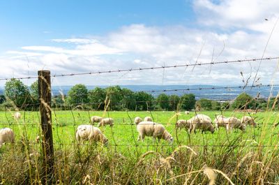 Cotswold sheep grazing behind a barbed wire fence in the gloucestershire countryside, england 