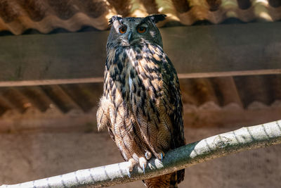 Close-up of bird