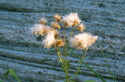 Close-up of flowers growing outdoors