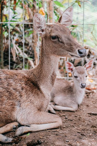 Deer in a zoo