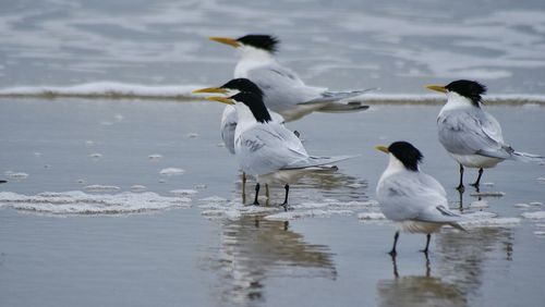 Birds in water