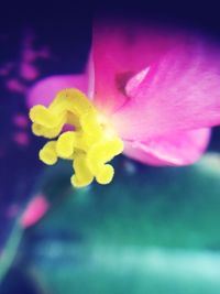 Close-up of yellow flower blooming outdoors