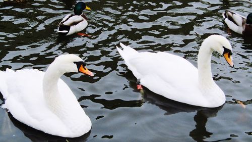 High angle view of swans swimming in lake