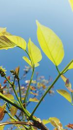 Close-up of yellow flowers against sky