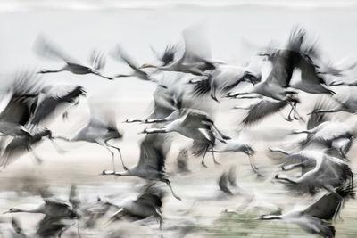 Digital composite image of birds