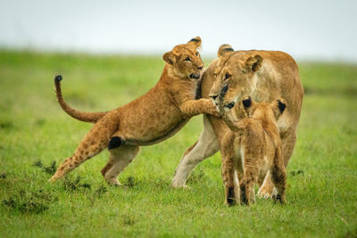 Cub grabs lioness from behind on grassland