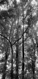 Low angle view of trees in forest