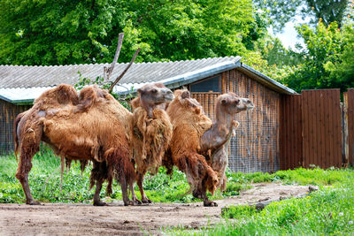 A pair of two-humped camels are waiting for the owner near the gate of a wooden barn.