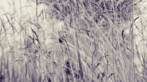 Close-up of wheat field