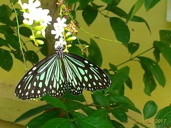 Close-up of butterfly on plant