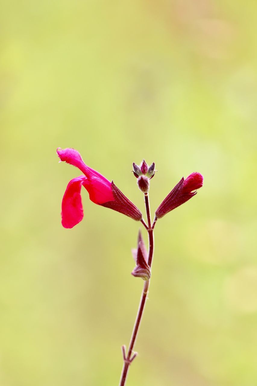 CLOSE-UP OF PINK ROSE FLOWER BUDS