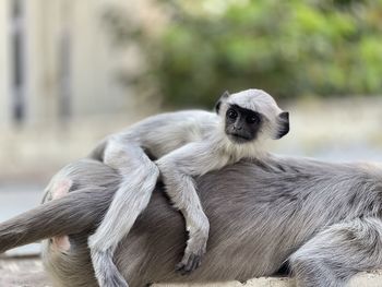 Portrait of baby monkey sitting outdoors