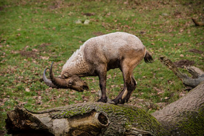 Side view of a sheep on field